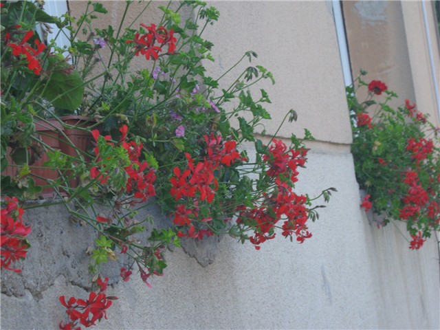 pelargonije